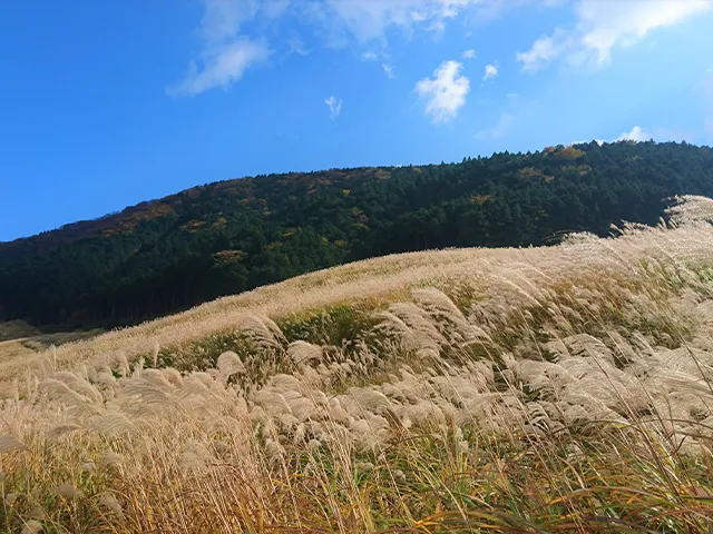 仙石原すすき草原